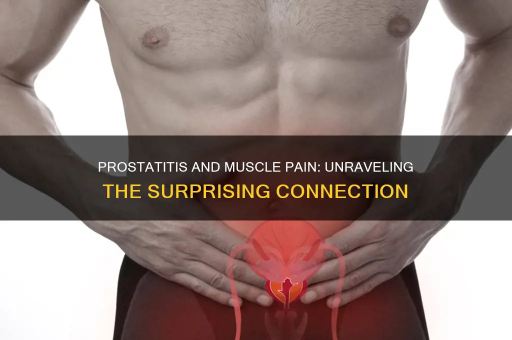 can prostatitis cause muscle pain