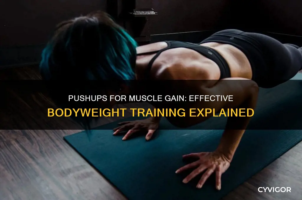 can pushups gain muscle