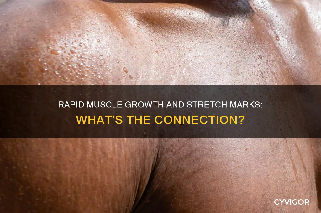 can rapid muscle growth cause stretch marks