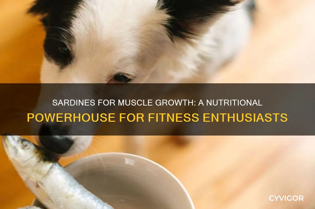 can sardines help gain muscle