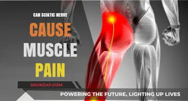 Sciatic Nerve and Muscle Pain: Understanding the Connection and Relief