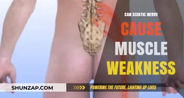 Sciatic Nerve and Muscle Weakness: Understanding the Connection and Impact