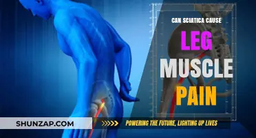 Sciatica and Leg Muscle Pain: Understanding the Connection and Symptoms