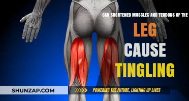 Shortened Leg Muscles and Tendons: A Tingling Sensation Explained