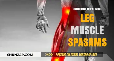 Sciatic Nerve and Leg Muscle Spasms: Understanding the Connection