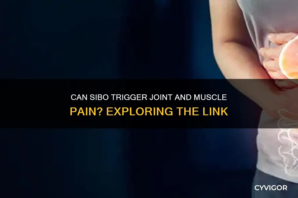 can sibo cause joint and muscle pain