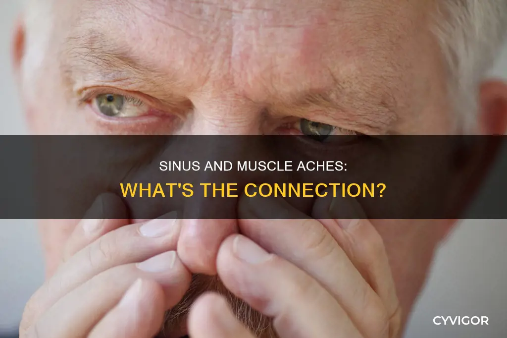 can sinus cause muscle aches