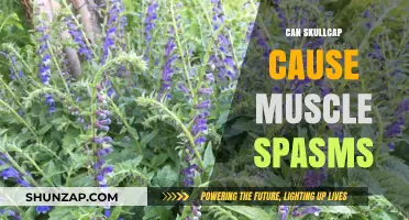 Skullcap and Muscle Spasms: Uncovering Potential Side Effects and Risks
