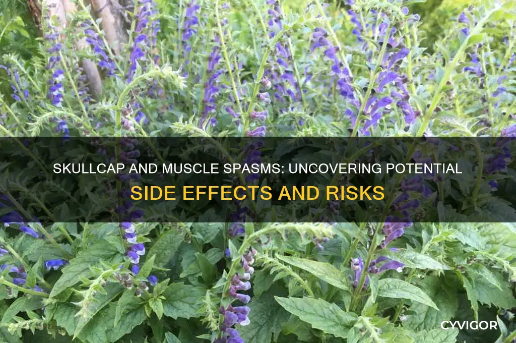 can skullcap cause muscle spasms