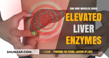 Sore Muscles and Liver Health: Exploring Elevated Enzyme Connections