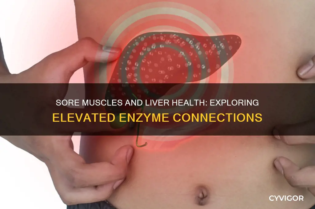 can sore muscles cause elevated liver enzymes