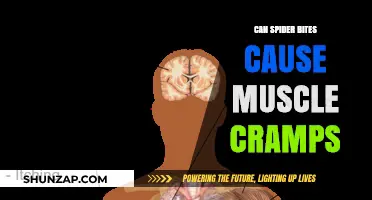 Spider Bites and Muscle Cramps: Unraveling the Connection and Risks