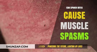 Spider Bites and Muscle Spasms: Unraveling the Connection and Risks