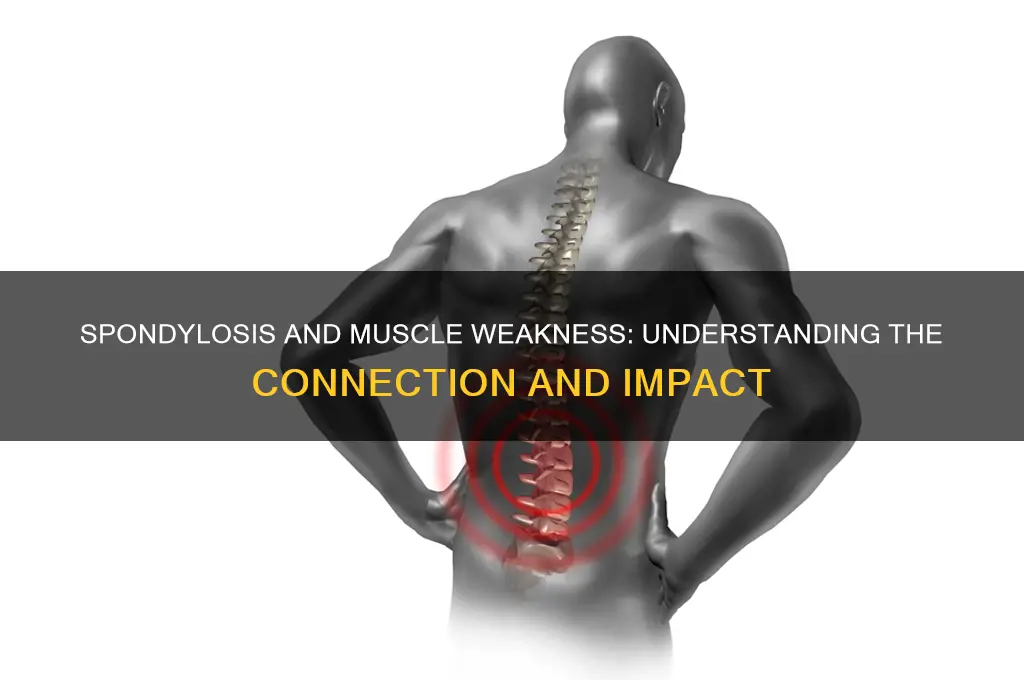 can spondylosis cause overall muscle weakness