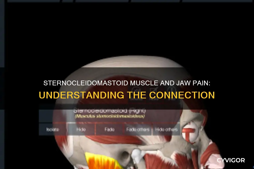 can sternocleidomastoid muscle cause jaw pain