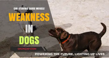 Can Steroids Lead to Muscle Weakness in Dogs? Find Out