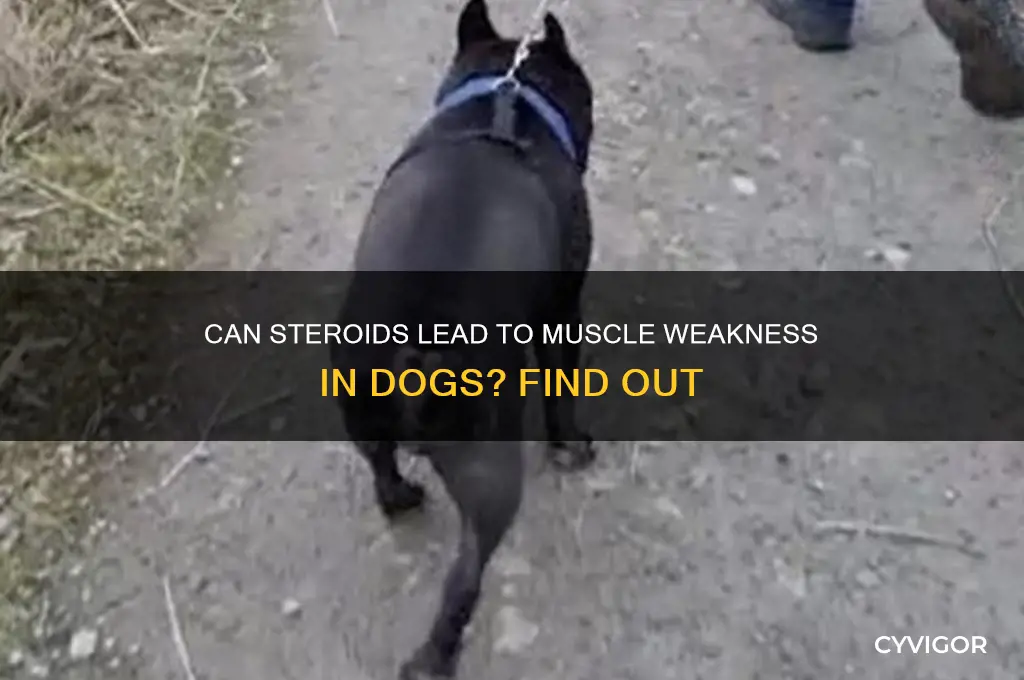 can steroids cause muscle weakness in dogs