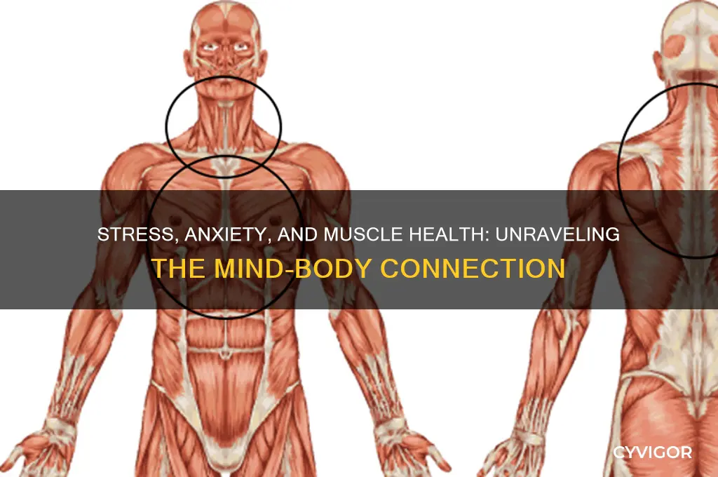 can stress and anxiety cause muscle damage