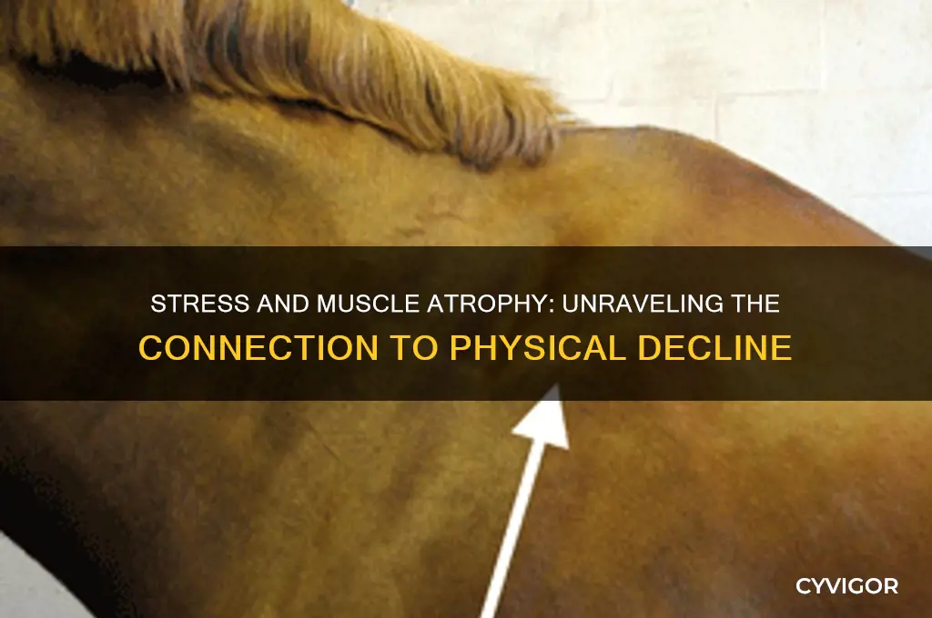 can stress cause muscle atrophy