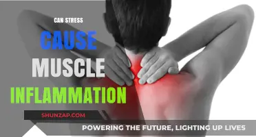 Stress and Muscle Inflammation: Unraveling the Mind-Body Connection