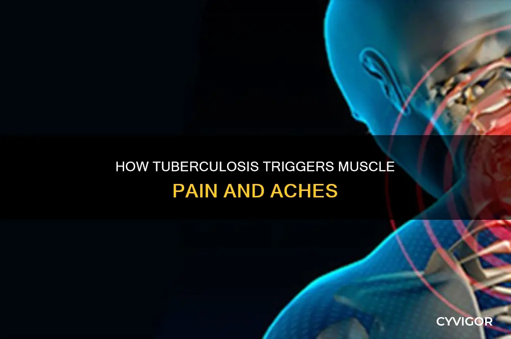can tb cause muscle pain