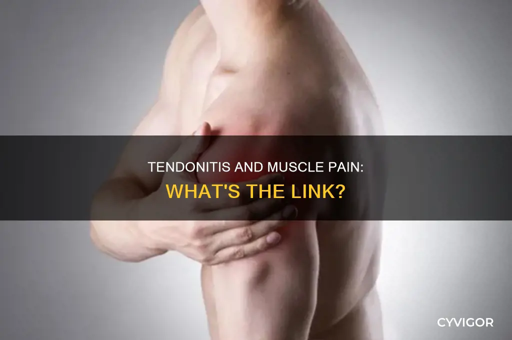 can tendonitis cause muscle pain