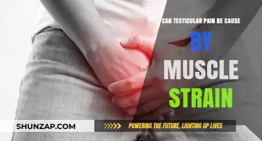 Testicular Pain: Could It Be Muscle Strain?