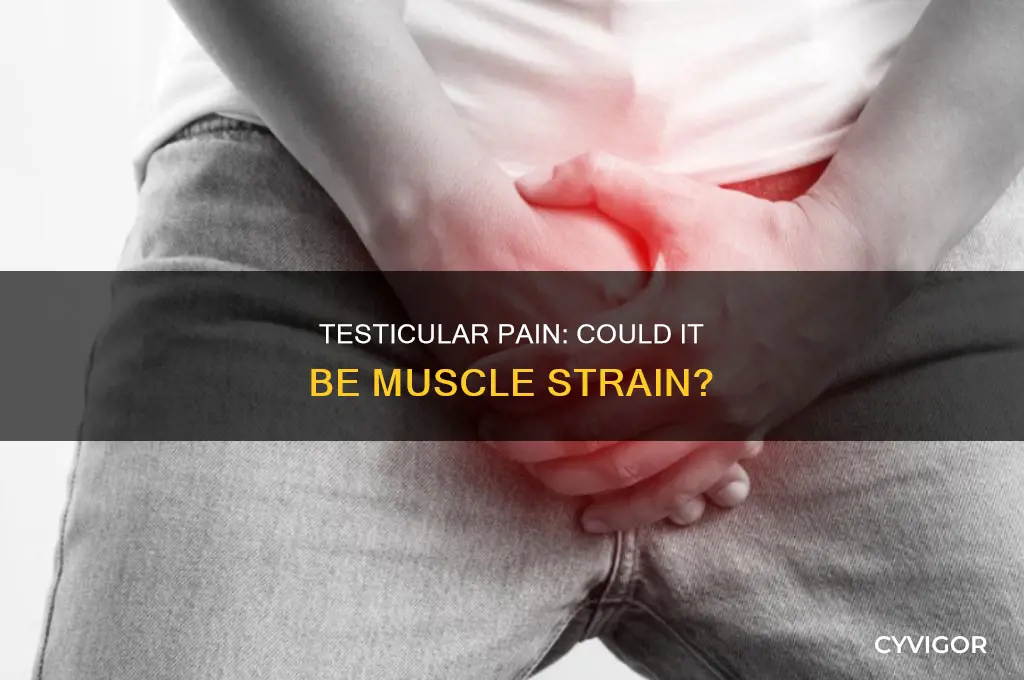can testicular pain be cause by muscle strain