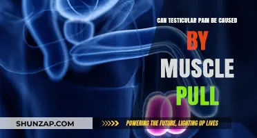 Testicular Pain: Is It a Pulled Muscle?
