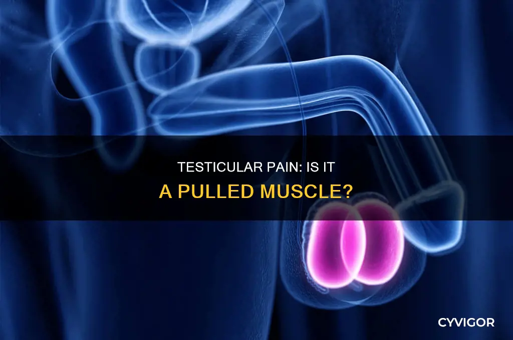 can testicular pain be caused by muscle pull