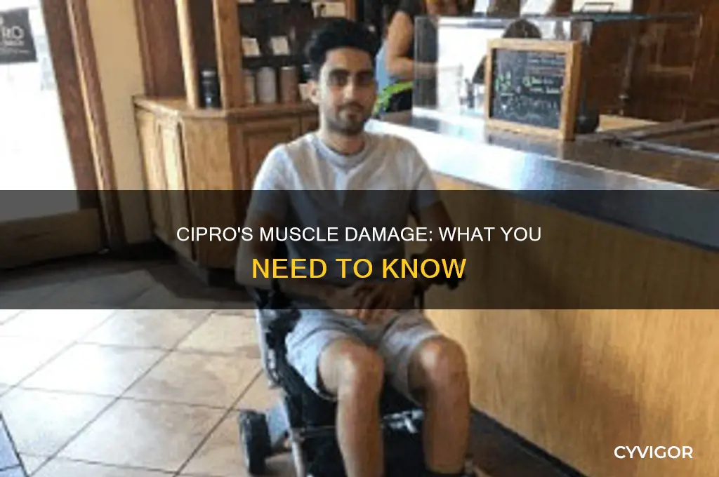 can the antibotic cipro cause damage to organ muscles