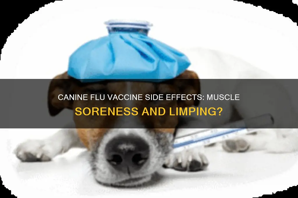 can the canine flue vaccine cause muscle soreness and limping
