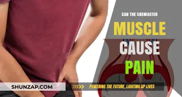 Understanding the Cremaster Muscle and Its Link to Pain
