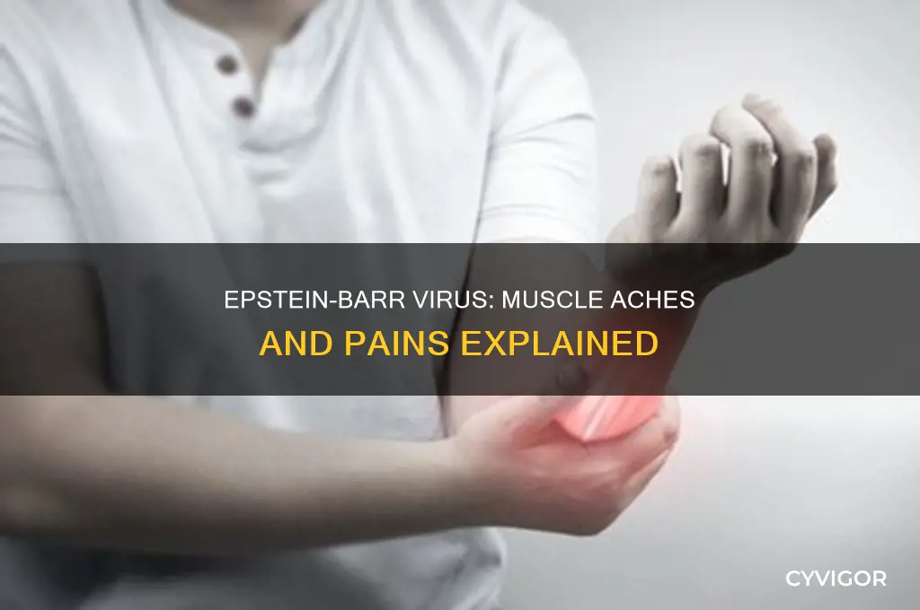 can the epstein barr virus cause muscle aches
