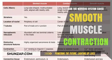 Nervous System's Role in Smooth Muscle Contraction