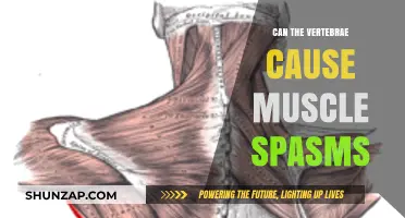Vertebrae and Muscle Spasms: What's the Connection?