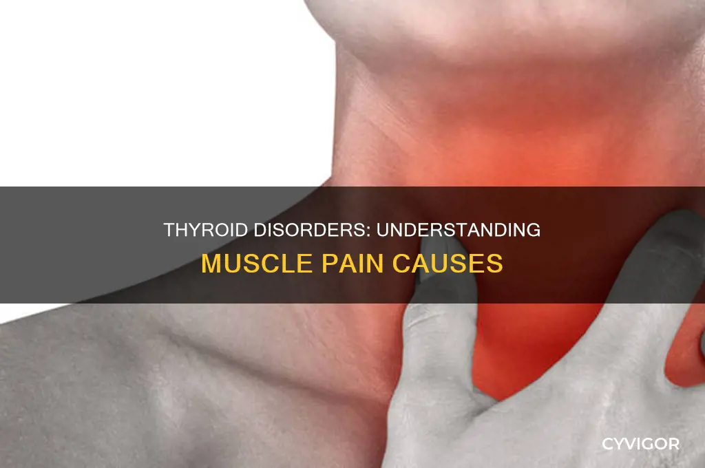 can throid cause muscle pain