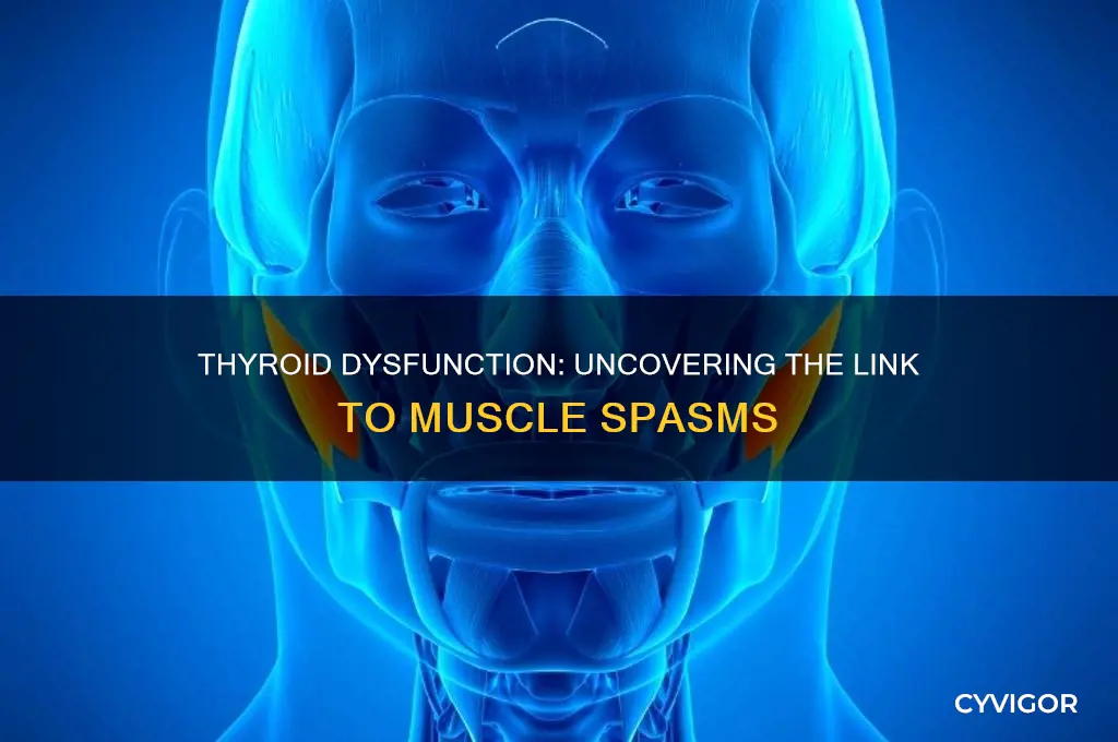 can thyroid cause muscle spasms