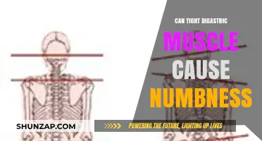 Tight Digastric Muscle: Can It Cause Numbness?