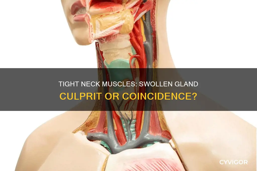 can tight neck muscles cause swollen glands
