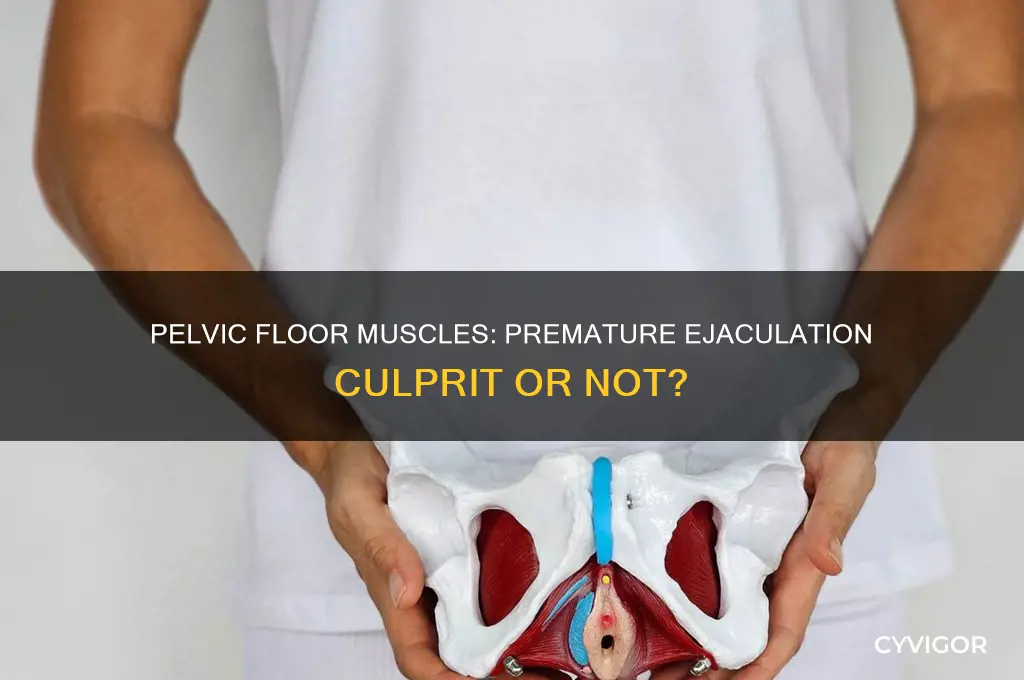 can tight pelvic floor muscles cause premature ejaculation