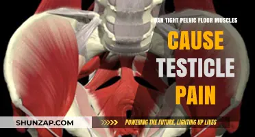 Pelvic Floor Muscles and Testicle Pain: What's the Link?