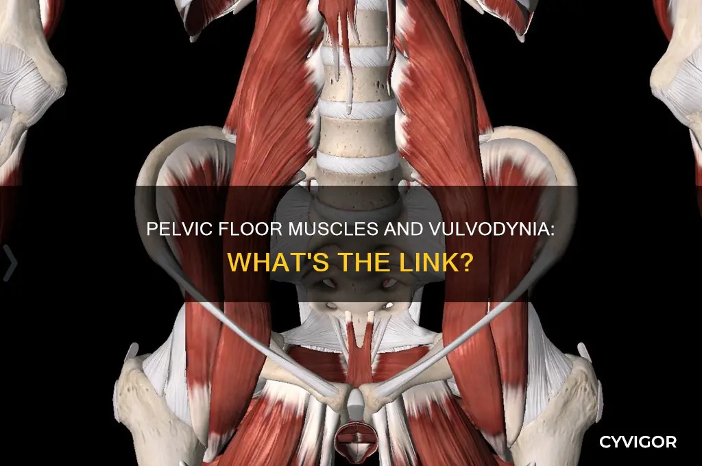 can tight pelvic floor muscles cause vulvodynia
