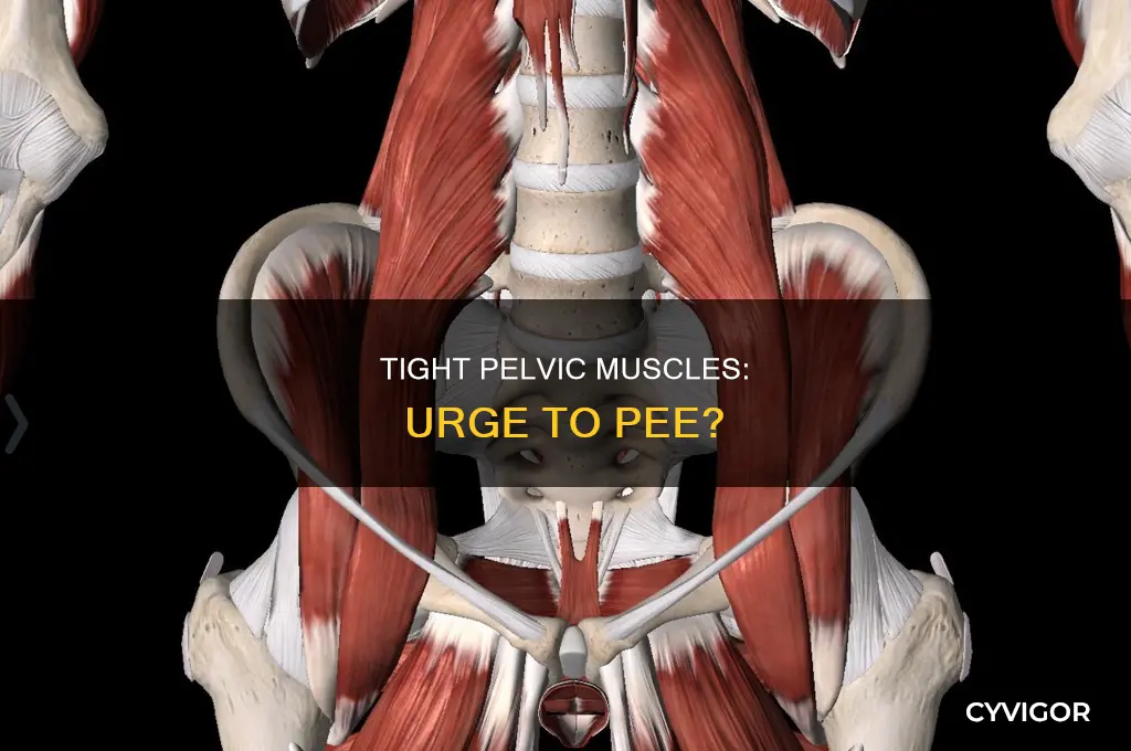 can tight pelvic muscles cause u to have pee urges