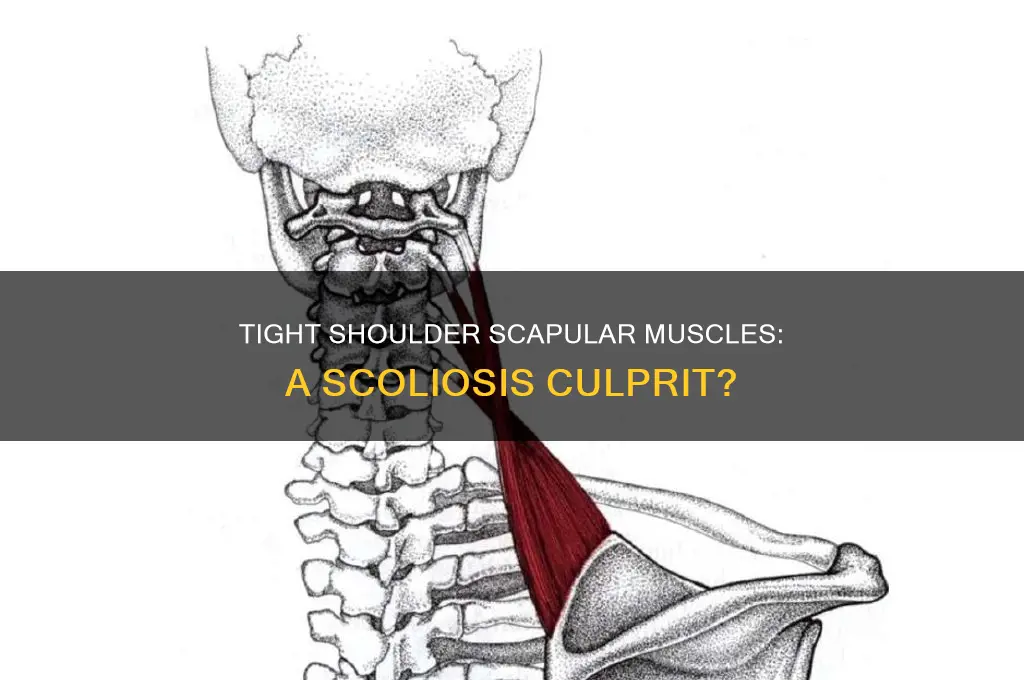 can tight shoulder scapular muscles cause scoloiosis