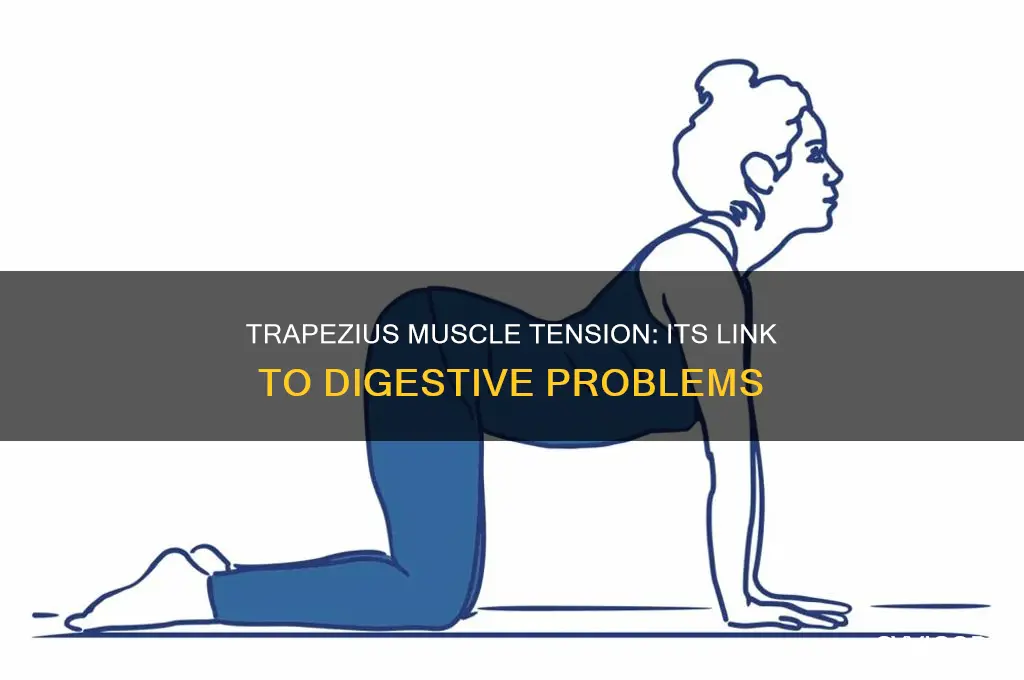 can trapezius muscles cause digestive issues