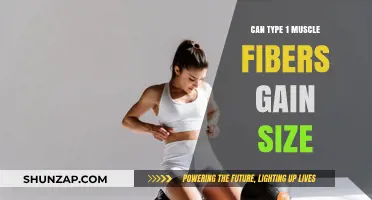 Can Slow-Twitch Muscles Grow? Unlocking Type 1 Fiber Size Potential