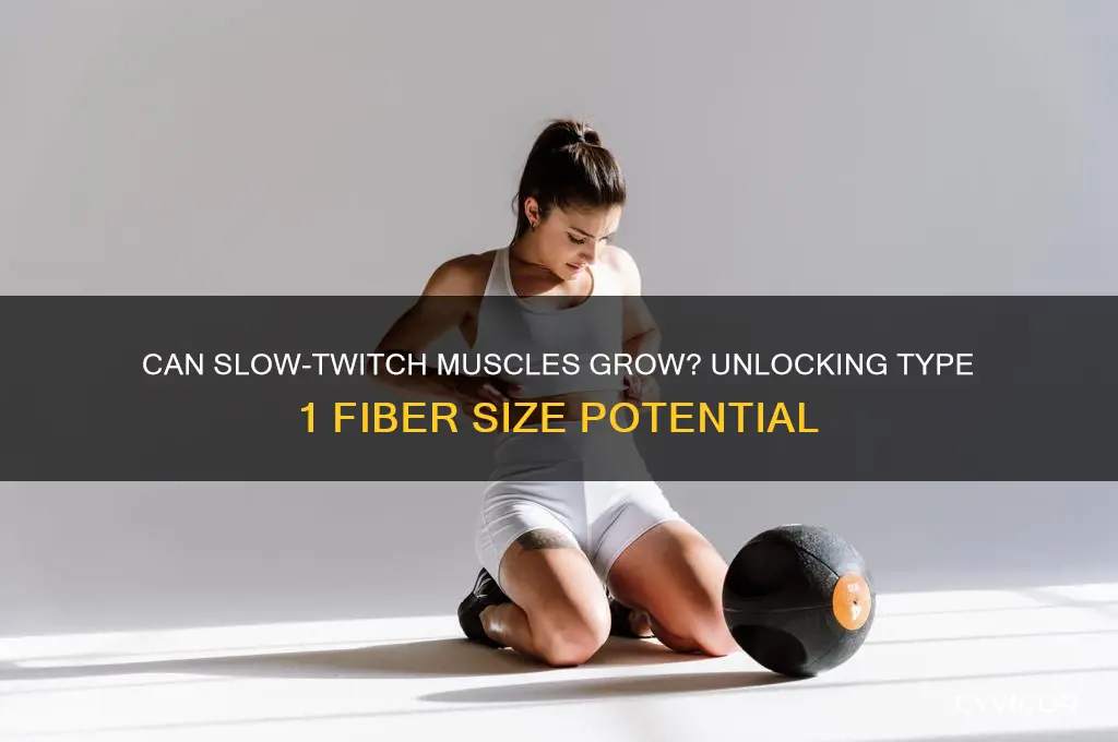 can type 1 muscle fibers gain size