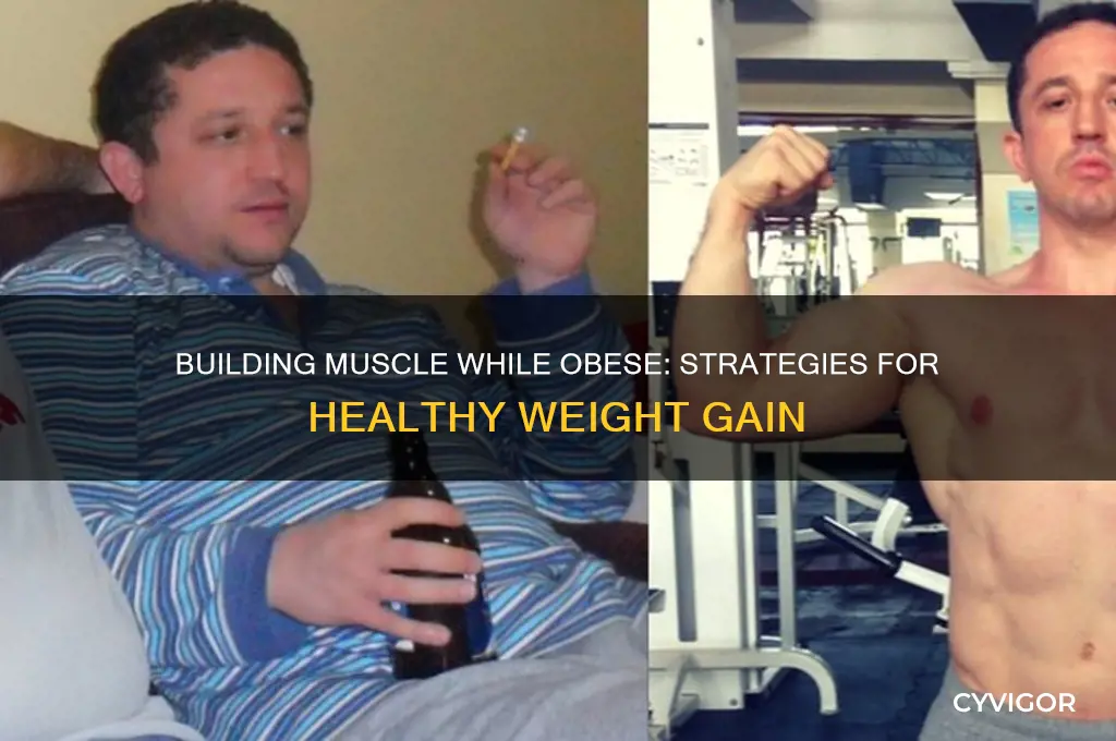 can u gain muscle weight while being obese