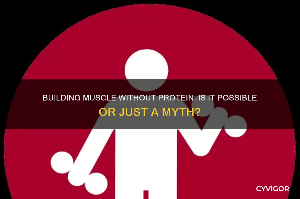 can u gain muscle without protein